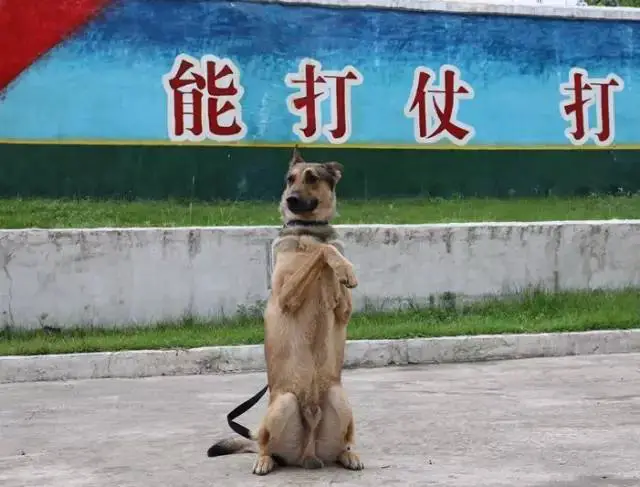 杜特体育篮球训练营地址_2